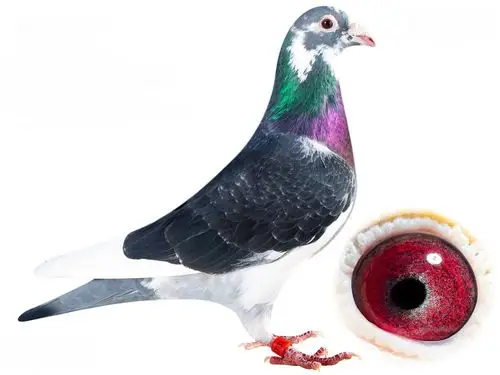 山东青州宏翔飞洋