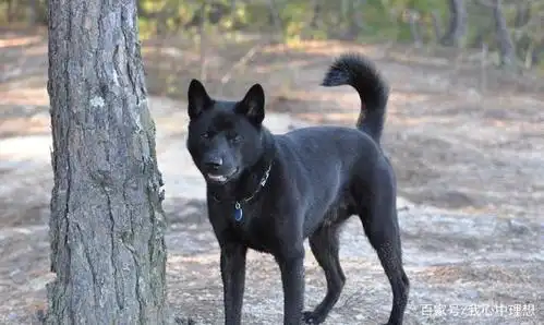 四种中国土生土长的猎犬,被称为"丛林4大捕快"