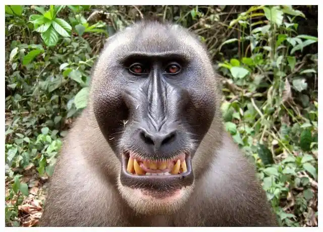 重庆动物园引进鬼脸猴名出山海经例假时间与人相同