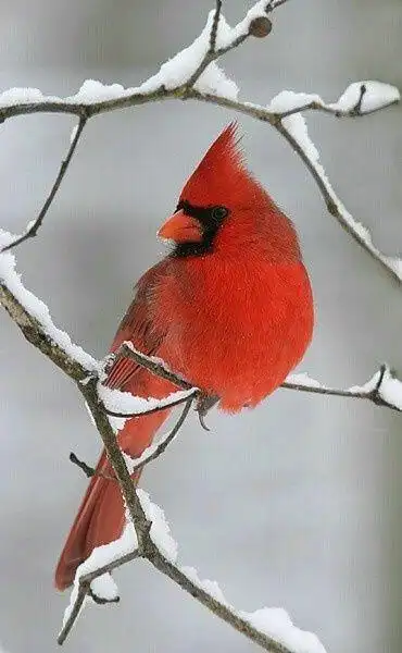 snow cardinal