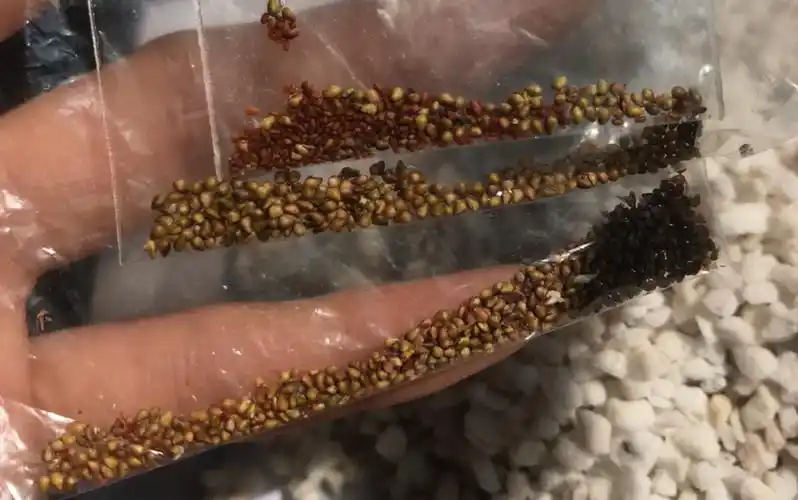 草莓种子发芽啦