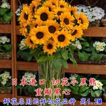 向日葵种子籽四季室内阳台矮迷你小盆栽易种植食用葵花卉种孑小黑熊