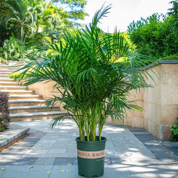 2,凤尾竹和散尾葵的区别主要有科属区别株型区别叶片区别和生长习性