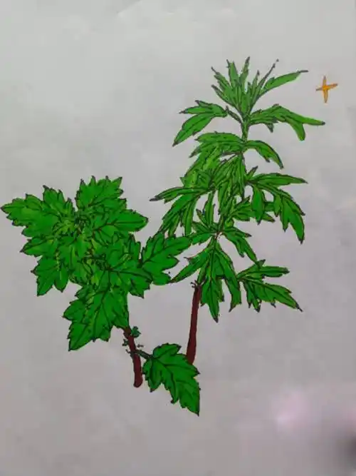 艾叶青青邓州市白牛镇白西小学中医药文化进校园系列活动报道