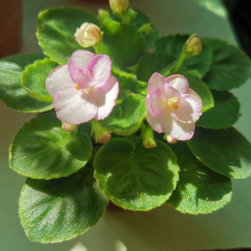 重瓣迷你非洲堇紫罗兰盆栽带花四季不断办公室内喜阴花卉30包邮