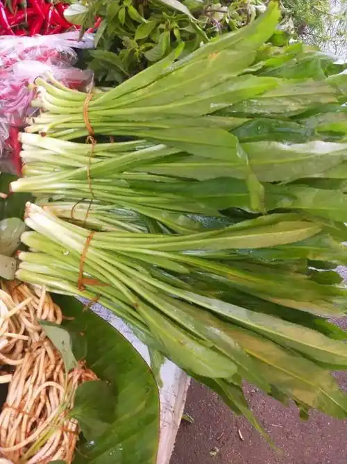 新鲜香菜刺芹刺芫荽大洋鹅芥假芫茜元云南大芫其它