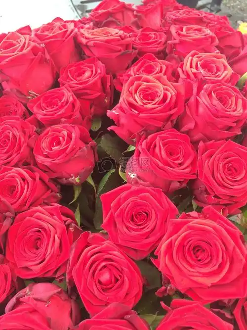 盛开的红色花朵