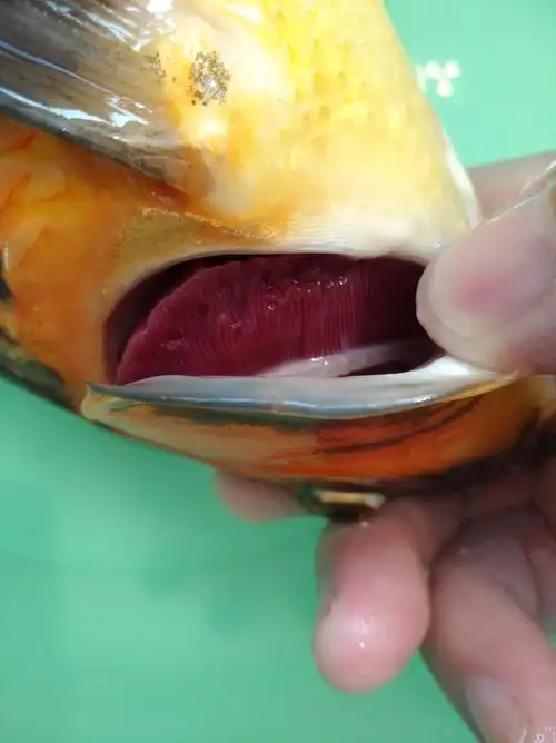 鱼鳃好像有点问题