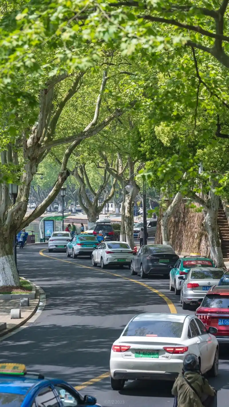 杭州最文艺且夏天的道路|北山街.北山街的梧桐叶长势好好,最近 - 抖音