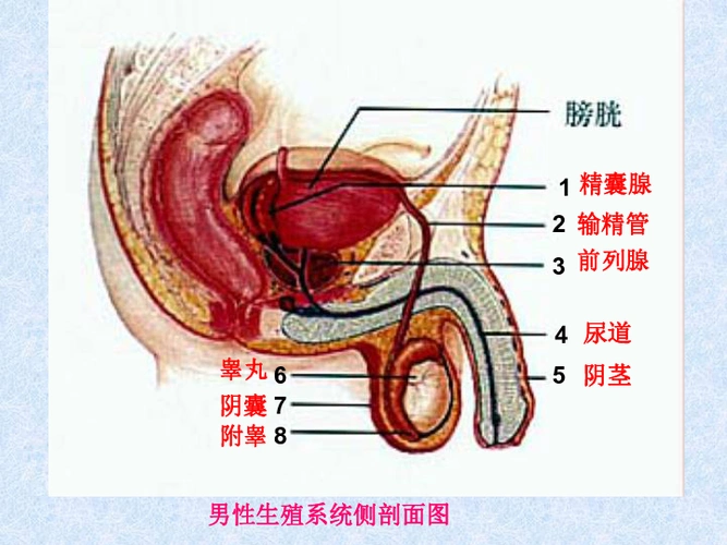 生物课件:济南版八年级上册第四单元第三章第一节