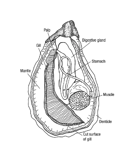 牡蛎解剖图
