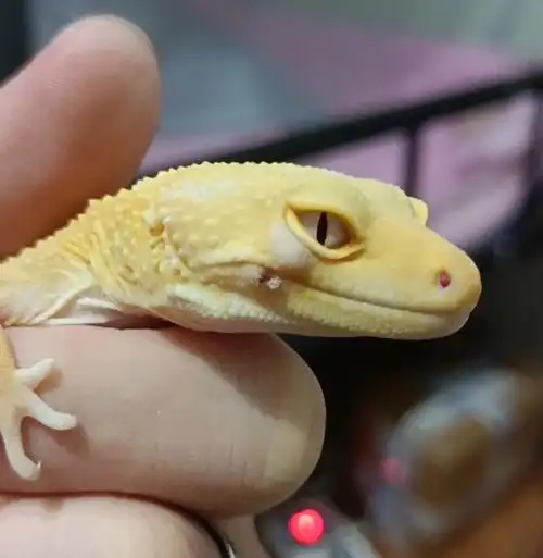 豹纹守宫嘴角从发炎到眼皮发炎再到拒食瘦成牙签尾的治病过程#豹纹