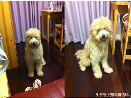 泰迪和萨摩耶杂交出来的狗狗,真佩服泰迪的基因!