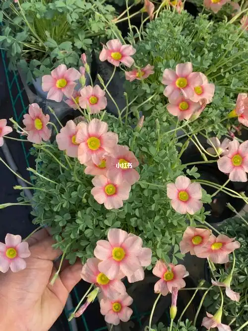 新手入门酢浆草盆栽