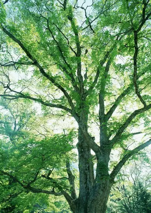 树林图片 森林树木图片167