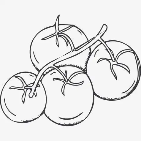 西红柿横切面结构图简笔画 简笔画图片大全-蒲城教育文学网