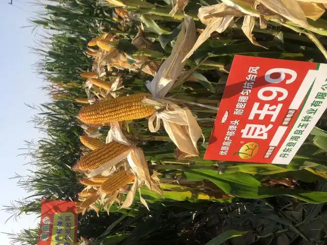 良玉99,抗八级台风