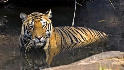 我国现存还有几种老虎它们在野外的生存状态怎样了