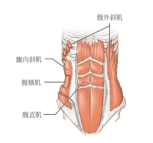 平板支撑确实有很多好处,可以训练到腹部肌肉,背部肌肉
