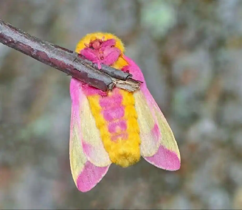 这种粉色毛茸茸的可爱家伙叫瑰色枫叶蛾 后来通过查资料知道了这只