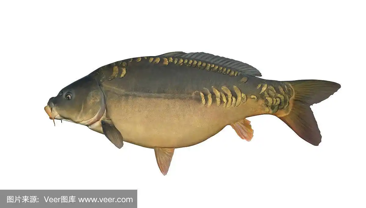 镜鲤孤立在白色.鱼奖杯