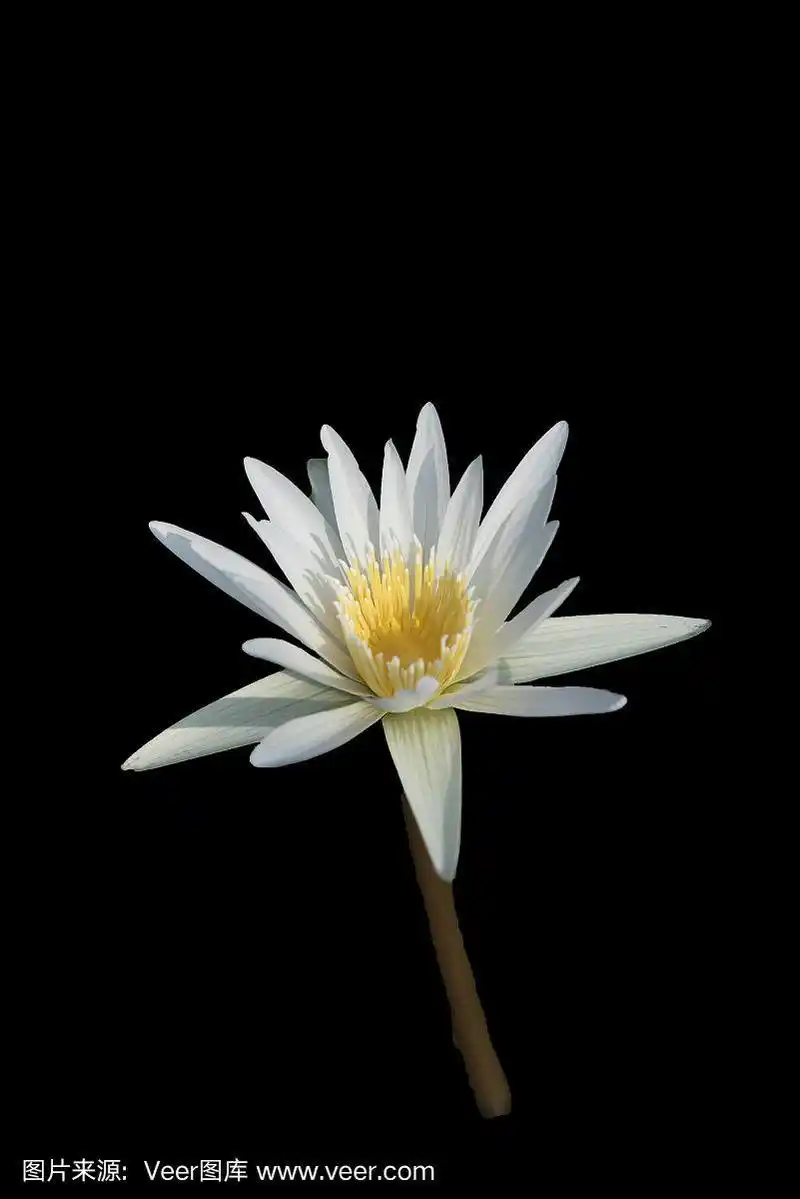 明亮的颜色莲花在黑色的背景.