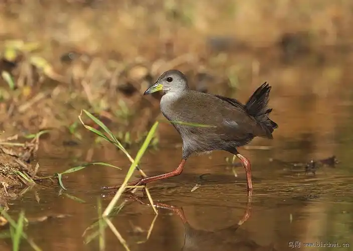 红脚苦恶鸟