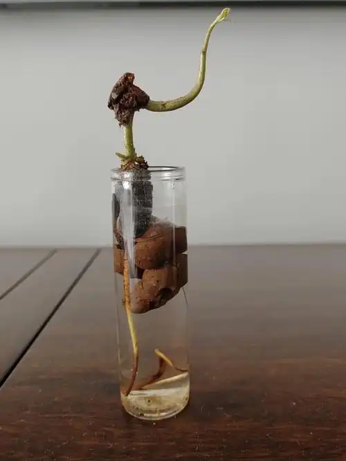 水培榴莲种子四个成功一个