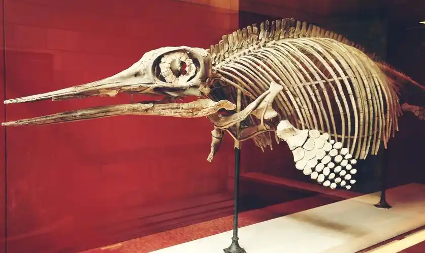 伦敦自然历史博物馆---鱼龙化石