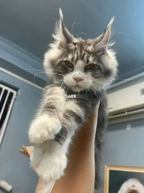 缅因银虎斑加白缅因yyds