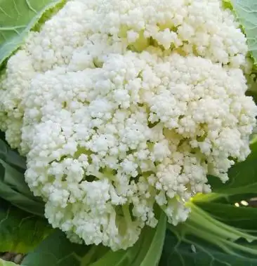 花菜新鲜蔬菜花椰菜花菜绿色蔬菜散菜花白菜现砍发货