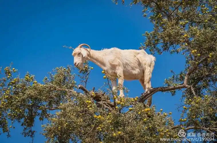摩洛哥之行——猴子与上树的山羊_2018.06