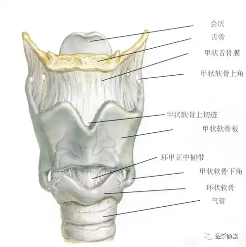 奈特解剖图谱 | 喉软骨的解剖
