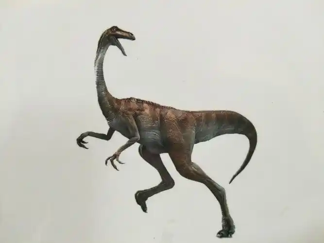 似鸡龙(很像鸡爪)