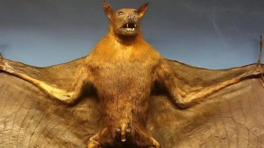 "病毒之王"蝙蝠会吸血吗?