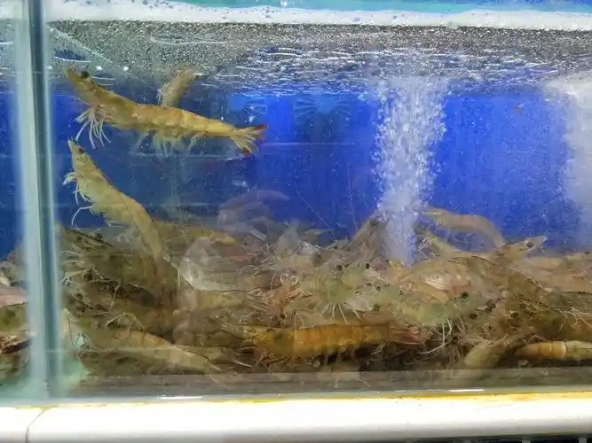 鲜活基围虾图片