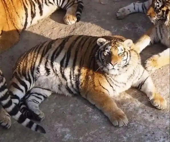 画风超喜感 东北虎过完年胖成球了