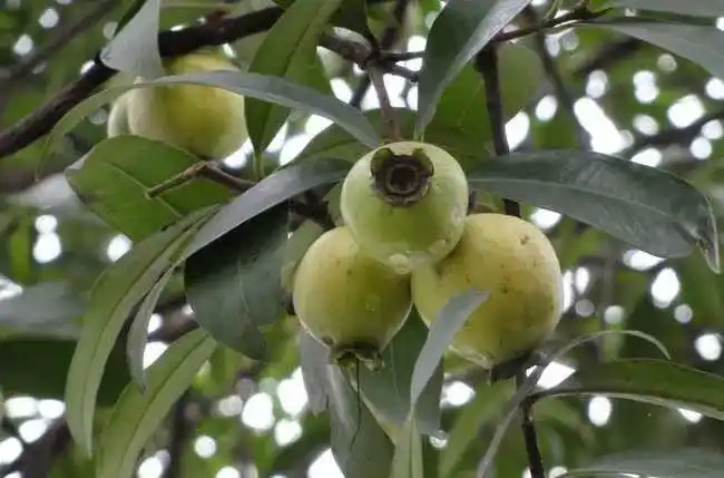 番禺街坊路边的野果不要采