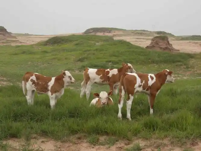 牛本身是食草动物,但不能长期只给牛吃草,会导致牛生长速度缓慢,对于