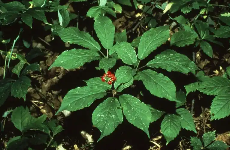 是五加科,人参属多年生草本植物.