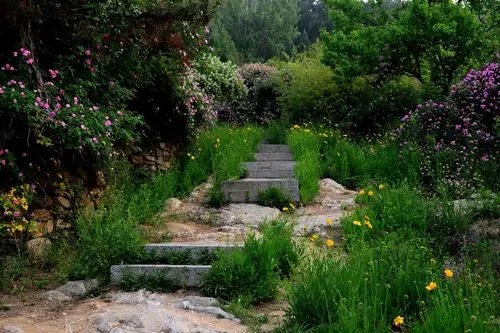 初夏山间小路花盛开