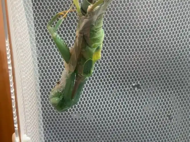 【昆虫记录】宽背斧螳羽化