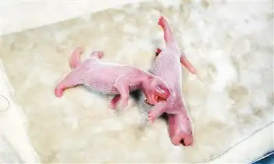 7月2日在成都大熊猫繁育研究基地拍摄的刚出生的龙凤胎大熊猫宝宝.