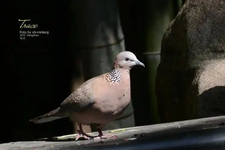 竹林前的珠颈斑鸠1