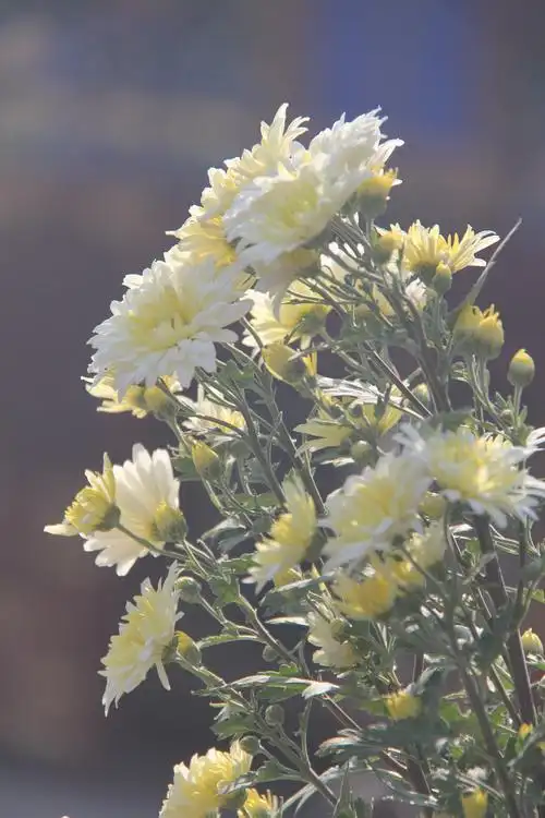 北海菊花寄哀思