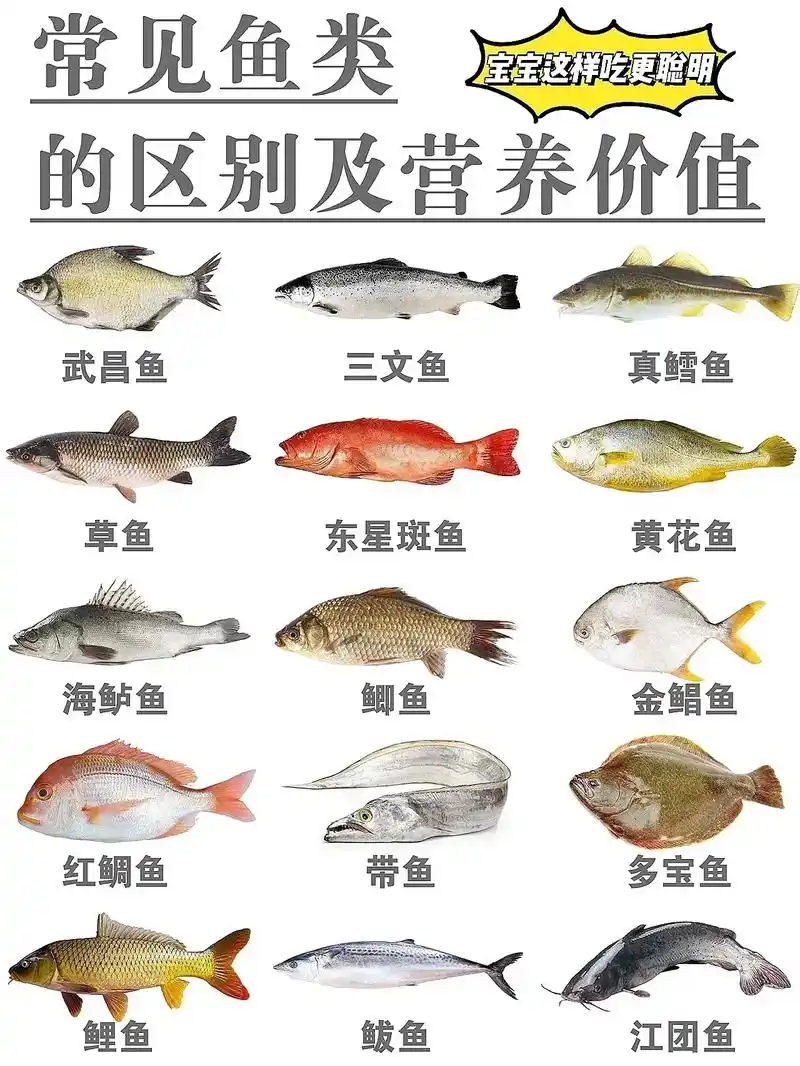 市场上常见的鱼的种类及区别,下次去菜市场买鱼就不会傻傻分不清 - 抖