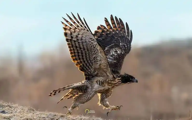 原创自然界最威武霸气的鹰的种类鹰实在太威武霸气了
