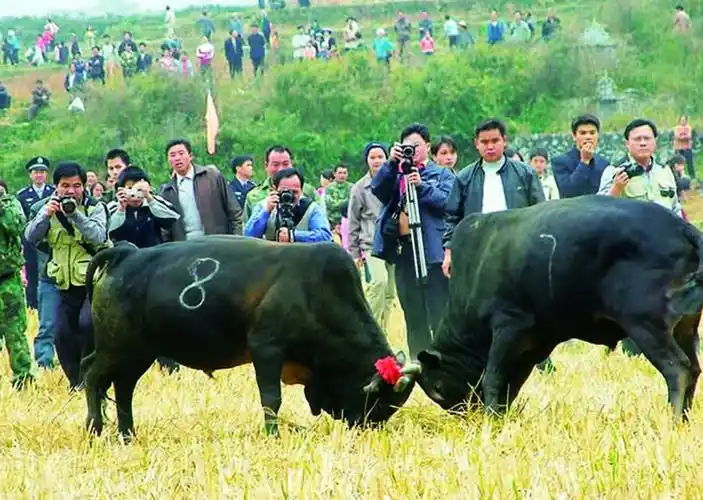 凌云沙里牛王节