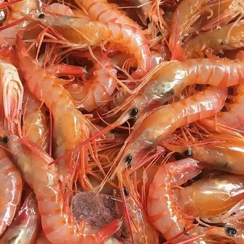 红虾热卖疯抢渔老大石海鲜东海野生活虾