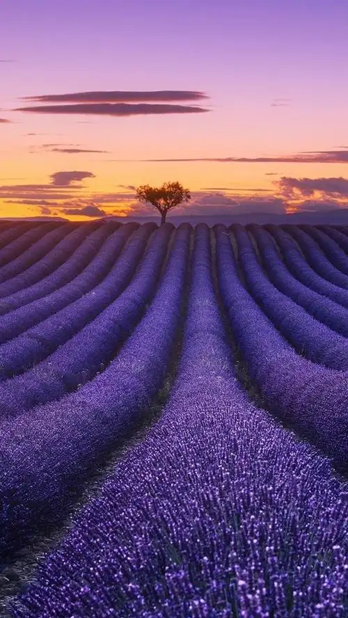 薰衣草田地,鲜花,树木,日落 iphone 壁纸